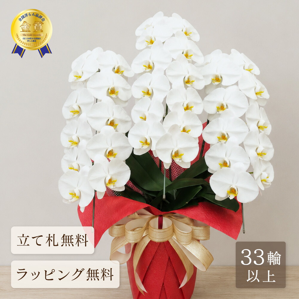 胡蝶蘭 蘭 大輪 キングデラックス3本立ち 33輪以上 祝い花 胡蝶蘭 お祝い 花 ギフト 白 開店祝い 開業祝い 開院祝い 叙勲祝い 受章祝い 長寿祝い 誕生日 送料無料|胡蝶蘭の専門店オーキッドハウス