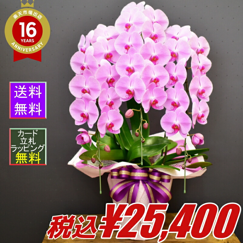 植物の為 時期により発色が若干異なります お祝い各種 叙勲祝いに最適です 胡蝶蘭サンライズエクセレント3本立ち 予めご了承くださいませ 胡蝶蘭 誕生日 叙勲祝い花 ガーデン Diy 胡蝶蘭サンライズエクセレント3本立ち 就任祝い 移転祝い 父の日 母の日 華やかな 植物の為 時期により発色が若干異なります お祝い各種 叙勲祝いに最適です 胡蝶蘭サンライズエクセレント3本立ち 予めご了承くださいませ 胡蝶蘭 誕生日 叙勲祝い花 ガーデン Diy 胡蝶蘭サンライズエクセレント3本立ち 就任祝い 移転祝い 父の日 母の日 華やかな