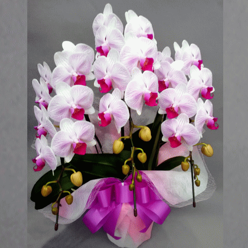 誕生日開店祝いお祝い大切な人に思いを届けます 開店祝い 全国洋らん品評会金賞受賞胡蝶蘭 お誕生日胡蝶蘭オリビア3本立ち誕生日お祝い鉢花ビジネスギフトに 敬老の日 胡蝶蘭の専門店オーキッドハウス