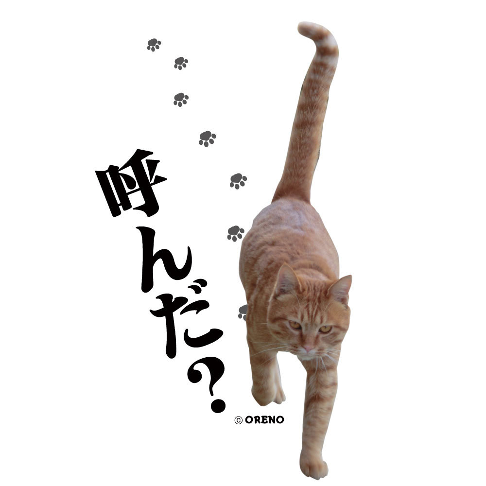 楽天市場 おもしろtシャツ 半袖tシャツ ホワイト 猫大好き 実写猫柄 呼んだ ネコ ねこ ぬこ キャット 茶トラ 飲み会 注目 面白い メンズ レディース かわいい オリジナルグッズ Oreno