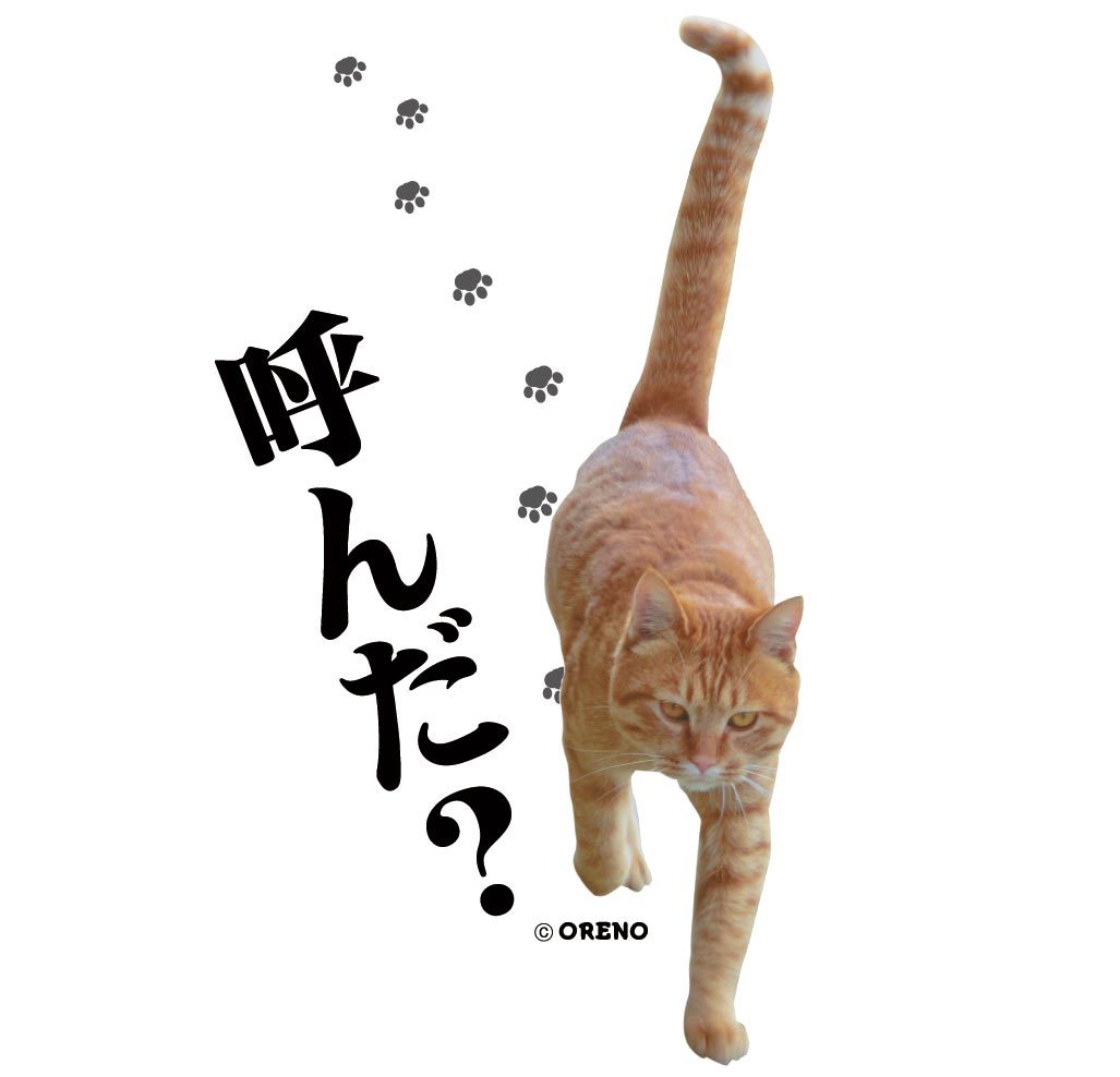 楽天市場 おもしろ トレーナー スウェット 猫好き 実写猫柄 呼んだ ネコ ねこ ぬこ キャット 茶トラ 飲み会 注目 面白い メンズ レディース かわいい オリジナルグッズ Oreno