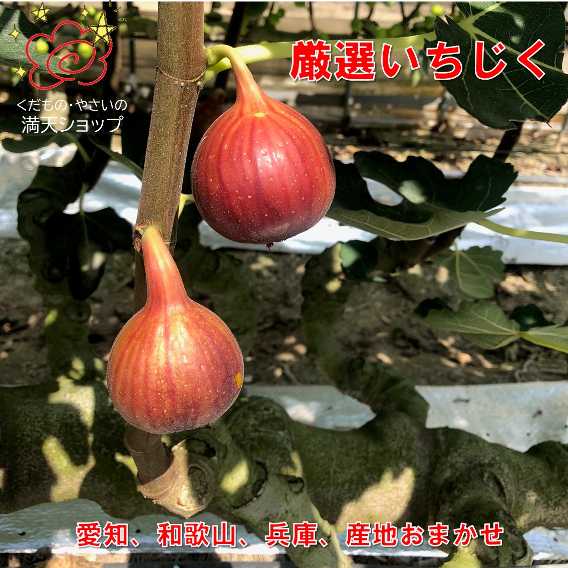 いちじく ドーフィン京都産２セット箱8パック 楽天市場】【ふるさと納税】 【期間限定発送】 いちじく 桝井