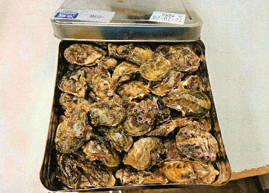 広島県産 生牡蠣 つり銭エサ用 11kg 約297個 水産会社組織より直送冷蔵送りとどける ※返品不可 生柿 波止 磯 かぶせつり銭 石鯛 コブダイ チヌ カワハギ アイナメ 真鯛