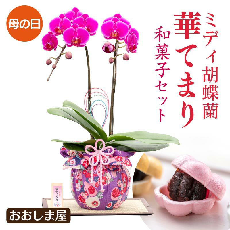 ポイント2倍 母の日 蘭 ミディ胡蝶蘭 華てまり 送料無料 ミニ 胡蝶蘭 風呂敷包み 母の日配送 5月7日 9日着 ギフト プレゼント 生産者直送 産地直送 ガーデニング 花 鉢植え 大嶌屋 おおしまや 河内晩柑 発祥の地 熊本から農家直送 送料無料 Bixahuman Com