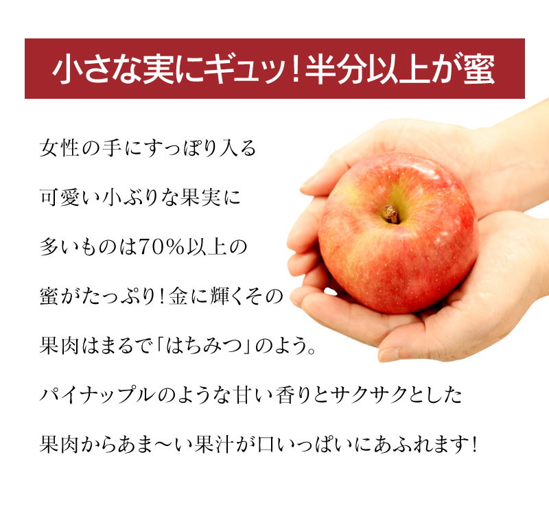 究極の蜜入り 高徳りんご 2kg 約8～12玉 送料無料 青森産 ＜12月上旬
