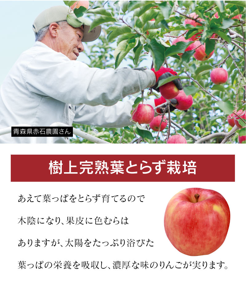 究極の蜜入り 高徳りんご 2kg 約8～12玉 送料無料 青森産 ＜12月上旬