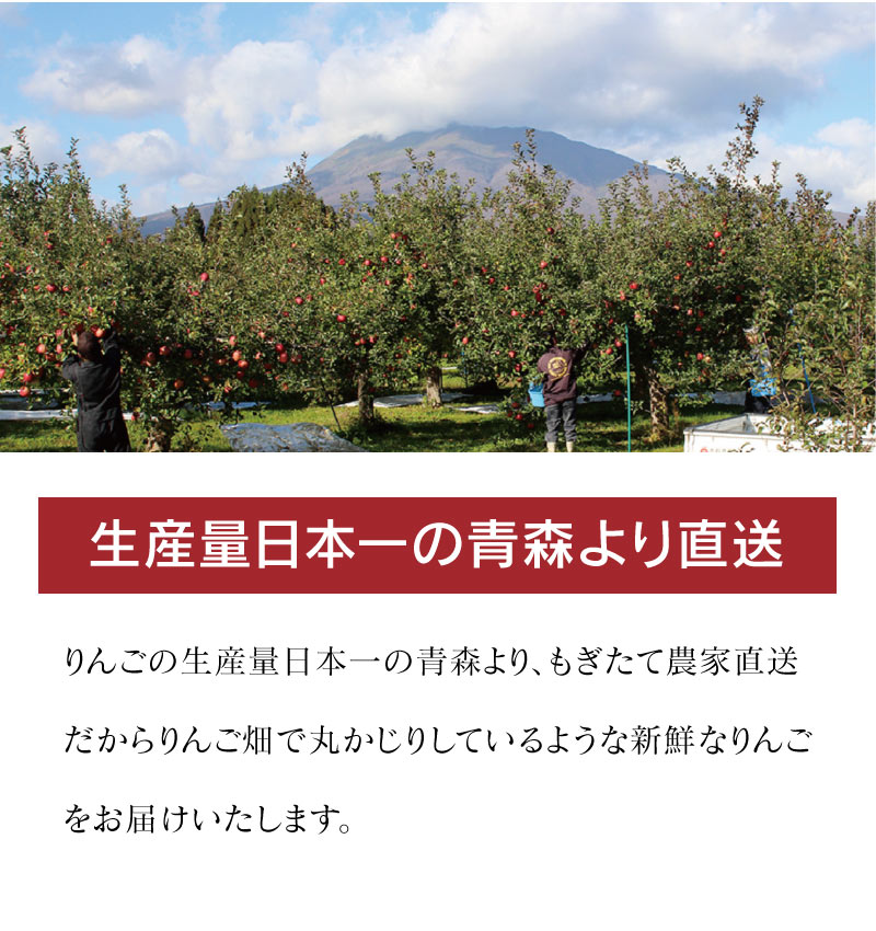 究極の蜜入り 高徳りんご 2kg 約8～12玉 送料無料 青森産 ＜12月上旬