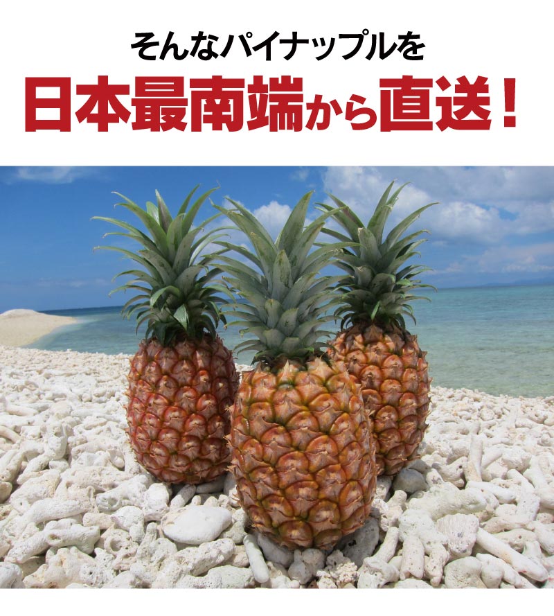 楽天市場 国産 パイナップル 立派な島パイン 3玉入り 1玉800g以上 沖縄 パイン ボゴールパイン スナックパイン ピーチパイン ミルクパイン ハワイ種 お土産 ギフト プレゼント 果物 フルーツ 大嶌屋 おおしまや おいしさ直送 熊本おおしま屋