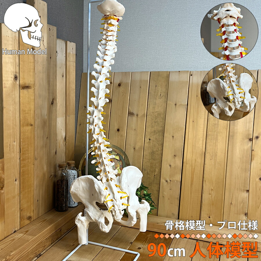 脊柱骨格模型 Amazon.co.jp: UPstore 実物大 脊髄骨盤模型 90cm 背骨 脊柱模型