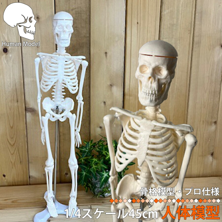 楽天市場】｢人体模型｣等身大骨格模型可動タイプの等身大の人体