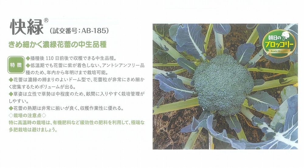 【ブロッコリー】快緑 (試行番号:AB-185)〔朝日アグリア0544〕|野菜のタネのお買い物 太田のタネ
