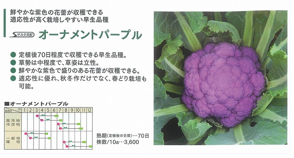 【カリフラワー】オーナメントパープル〔サカタ交配〕