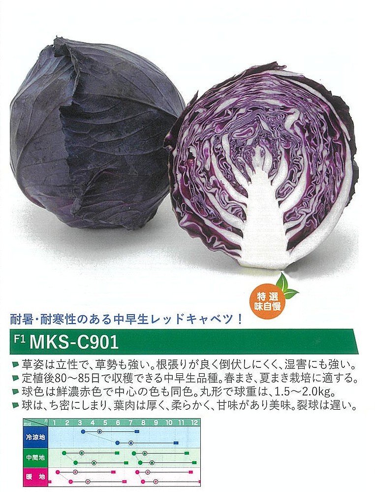 【キャベツ】F1レッドコメット MKS-C901〔ヴィルモランみかど〕