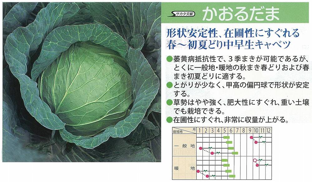 【キャベツ】かおるだま〔サカタ交配〕