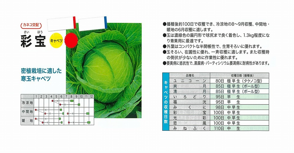 【キャベツ】彩宝〔カネコ交配〕