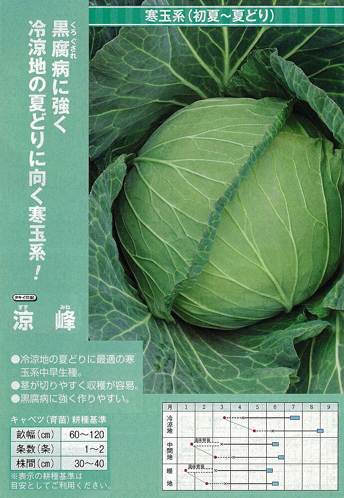 【キャベツ】涼峰〔タキイ交配〕