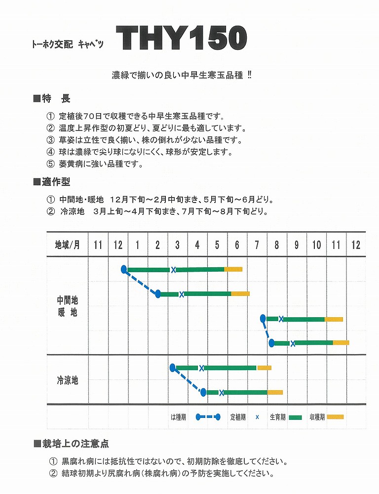 【キャベツ】恋舞（THY150）〔トーホク交配〕
