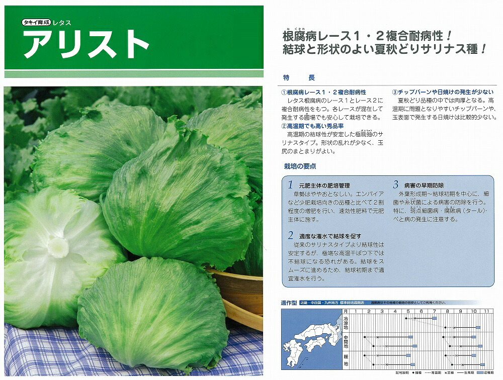 【萵苣】蟻同盟罷工〔タキイ育みそだてる〕（書きとどめる亜種名：TLE513）