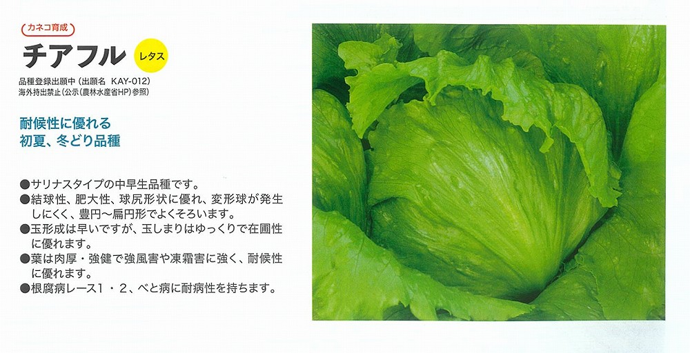 【萵苣】チアフル〔カネコ育みそだてる〕