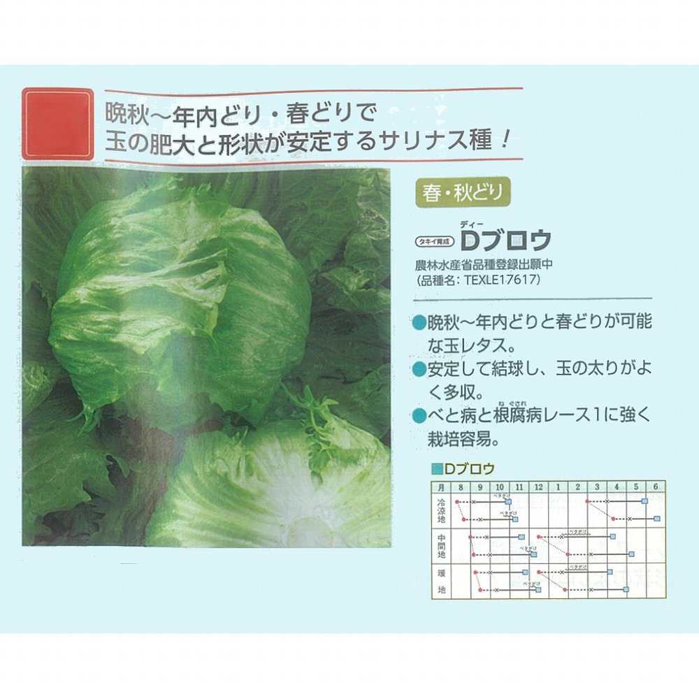 【萵苣】Dブロウ〔タキイ育みそだてる〕