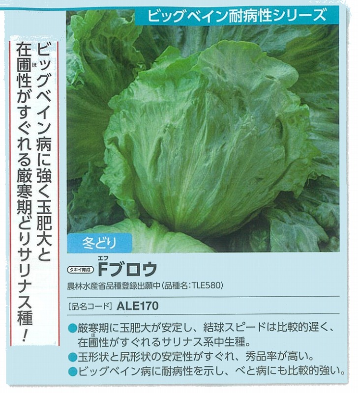 【萵苣】Fブロウ〔タキイ掛け合わせ〕