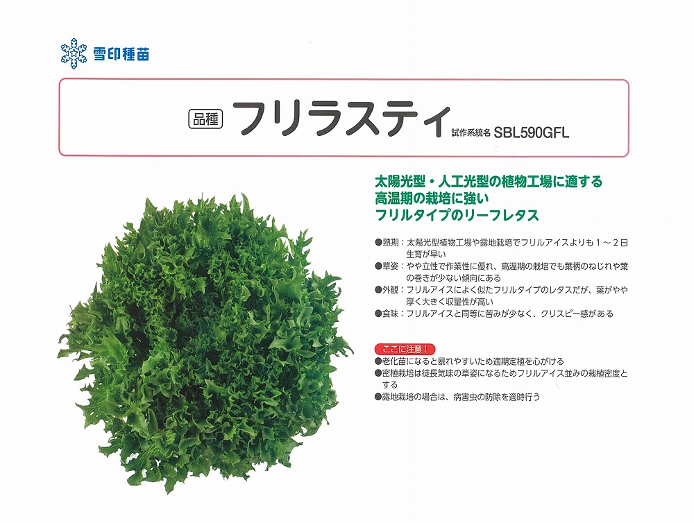 【萵苣】岩礁萵苣 フリラスティ〔0054〕