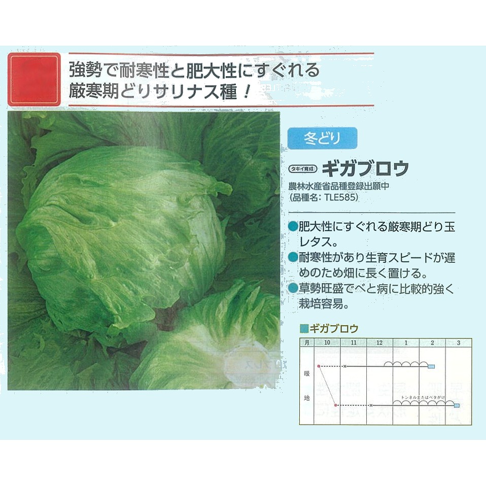 【萵苣】ギガブロウ〔タキイ育みそだてる〕