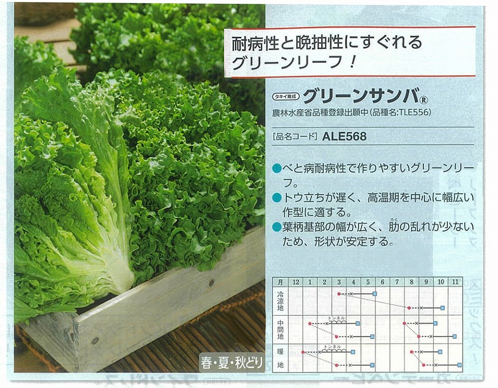【レタス】グリーンサンバ〔タキイ育成〕