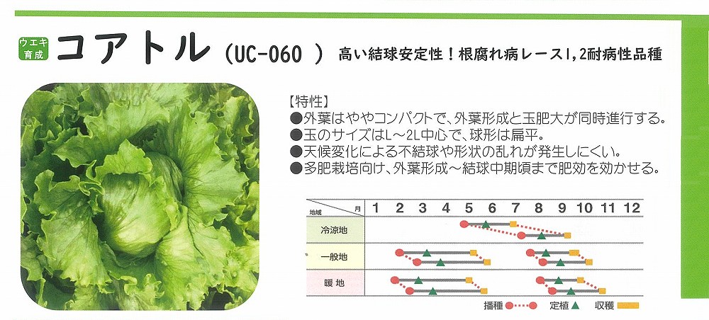 【萵苣】コアトル〔ウエキ掛け合わせ〕