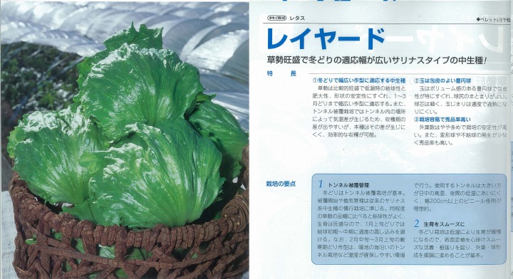 【レタス】レイヤード〔タキイ育成〕