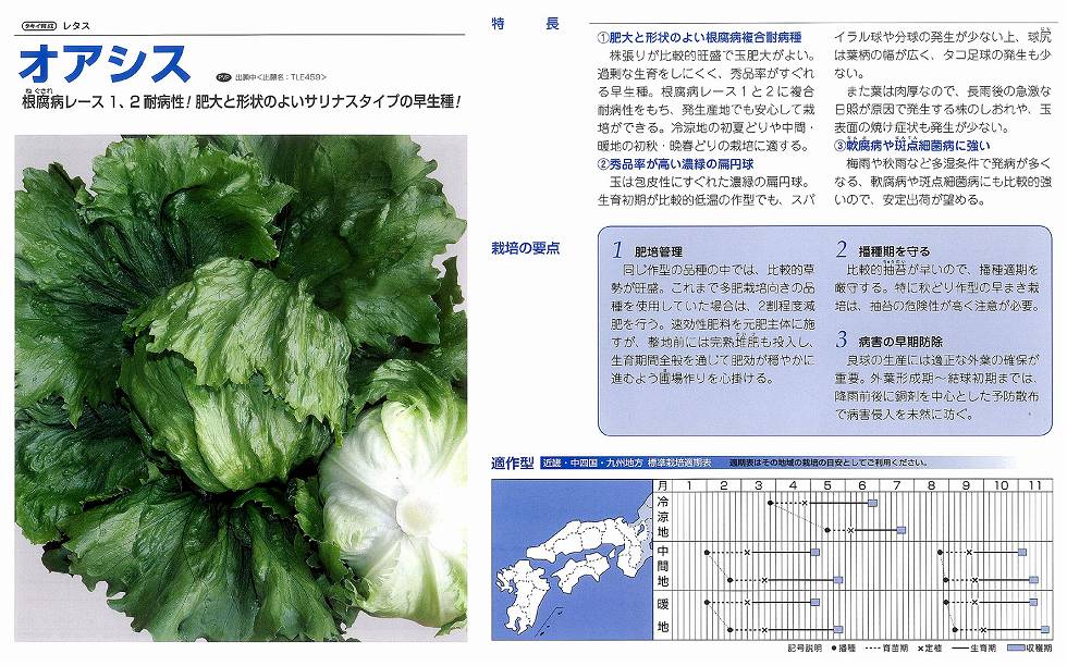 【萵苣】オアシス〔タキイ育みそだてる〕《書きとどめる亜種》亜種名TLE459