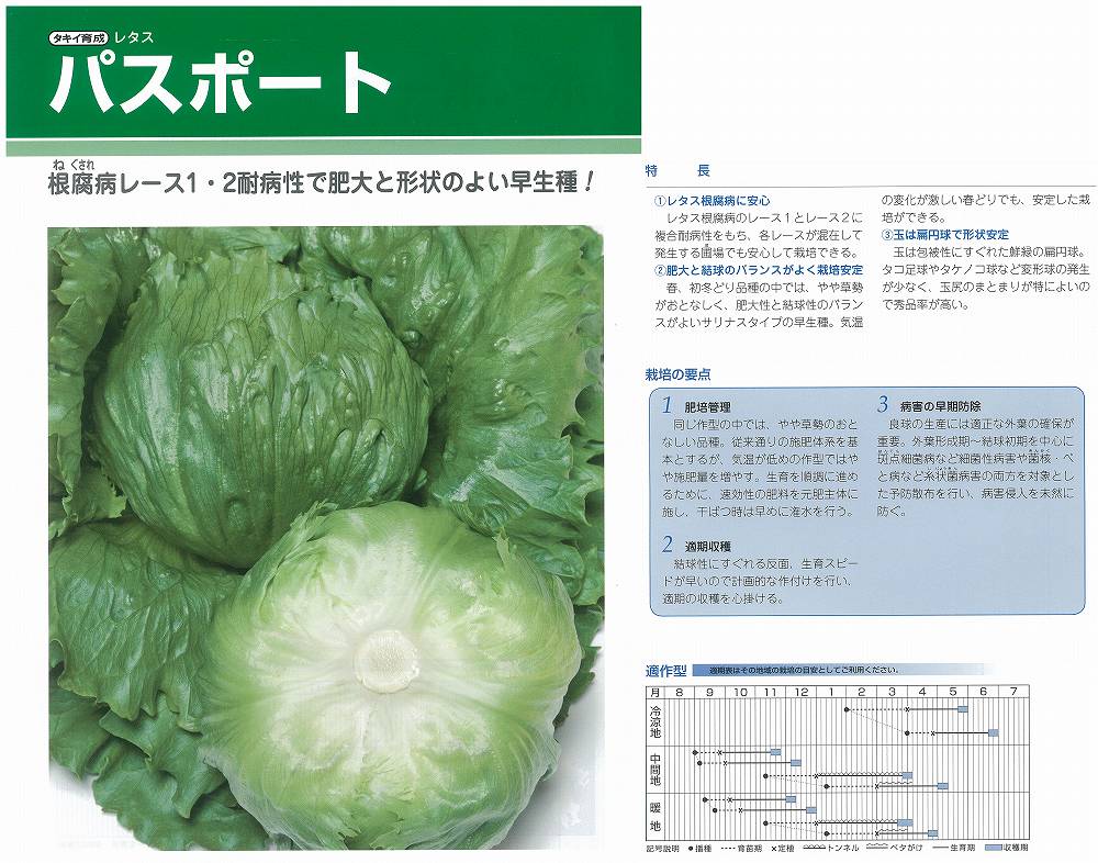 【萵苣】渡航免状〔タキイ育みそだてる〕（書きとどめる亜種名：TLE505）