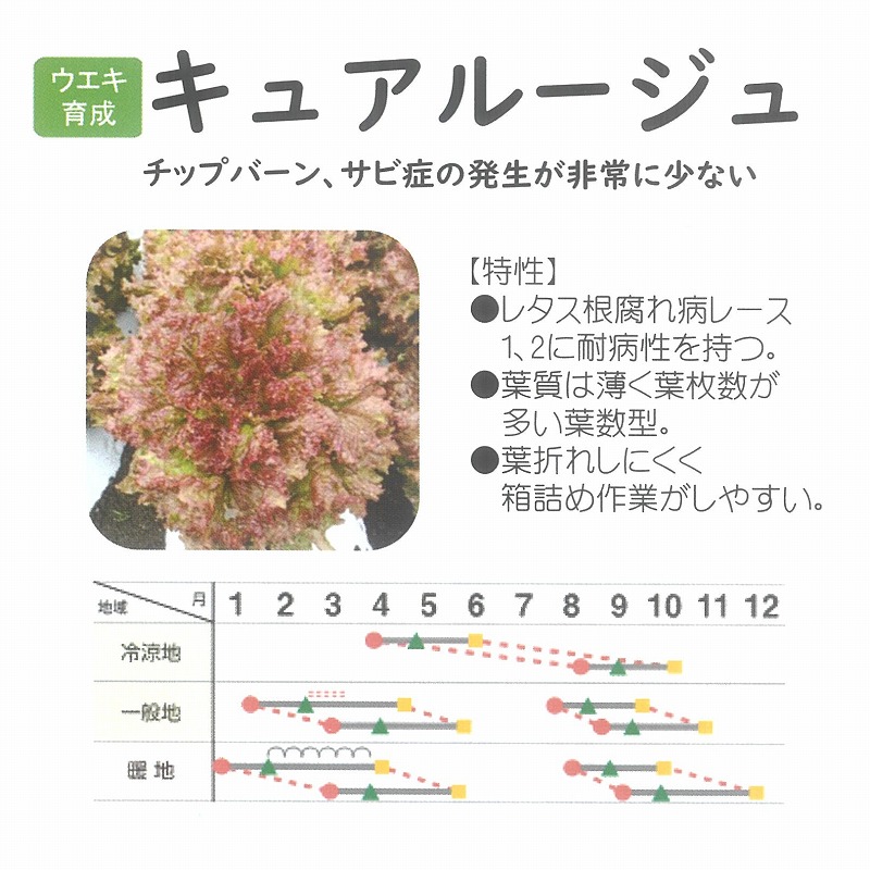 【レタス】キュアルージュ〔ウエキ育成〕