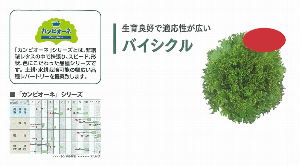 【萵苣】岩礁萵苣 カンピオーネシリーズ バイシクル〔0062〕