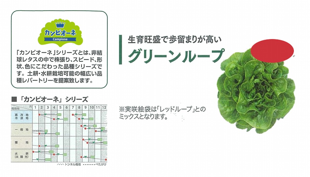 【萵苣】岩礁萵苣 カンピオーネシリーズ 緑であること繰り返し〔0062〕