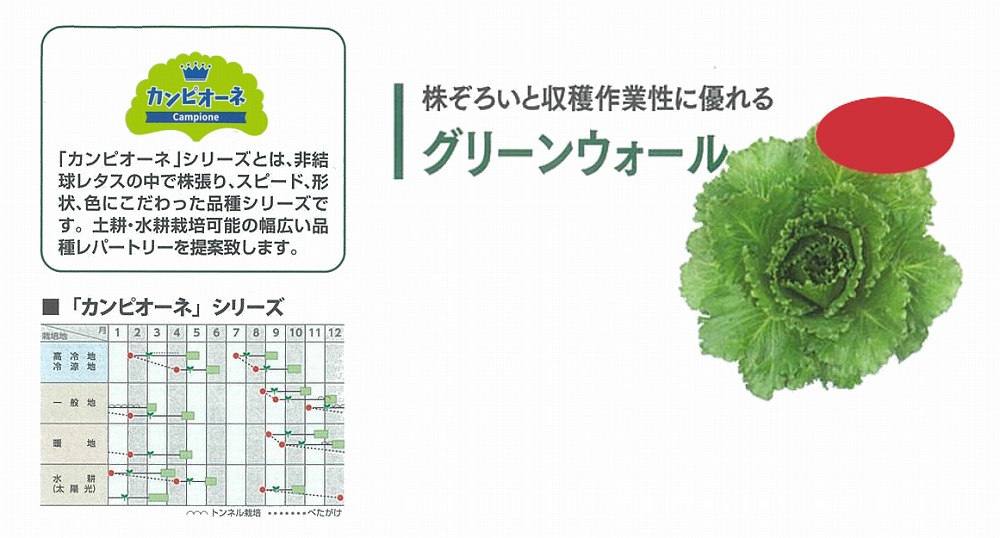 【萵苣】岩礁萵苣 カンピオーネシリーズ 緑であることウォール〔0062〕