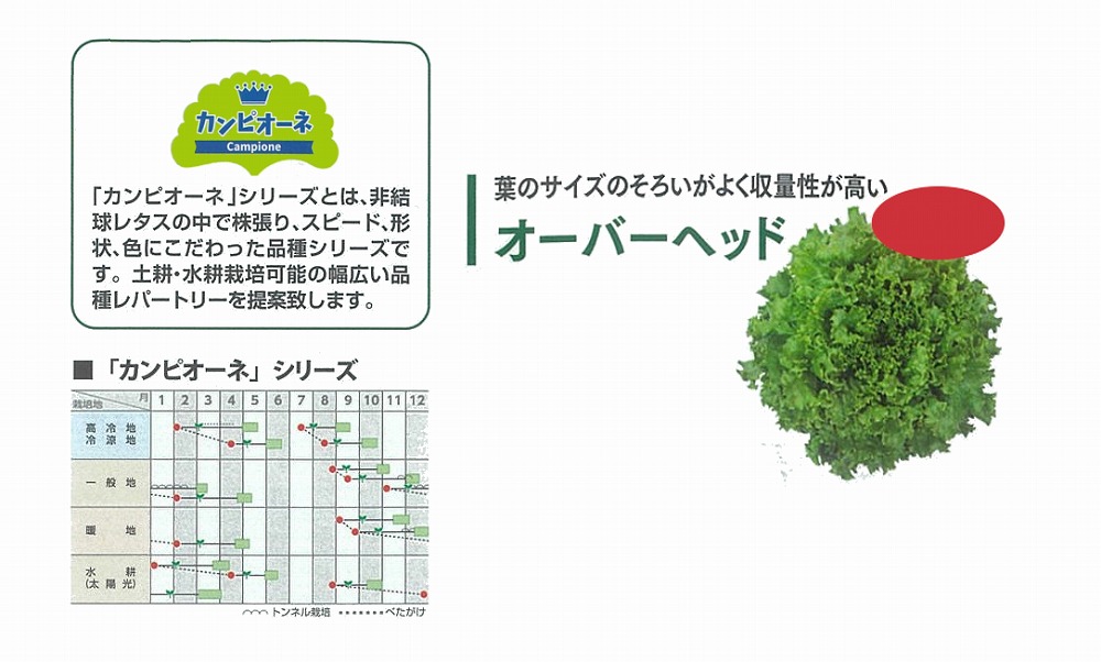 【萵苣】岩礁萵苣 カンピオーネシリーズ 厚地の外套上端〔0062〕