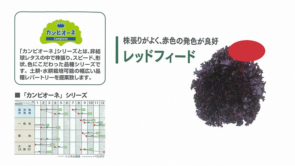 【萵苣】岩礁萵苣 カンピオーネシリーズ 赤いことフィード〔0062〕