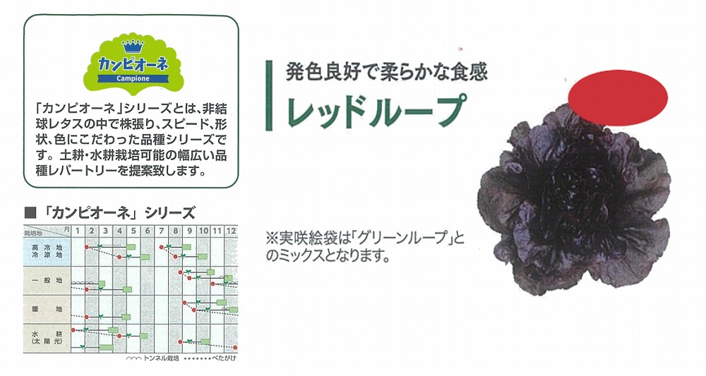 【萵苣】岩礁萵苣 カンピオーネシリーズ 赤いこと繰り返し〔0062〕