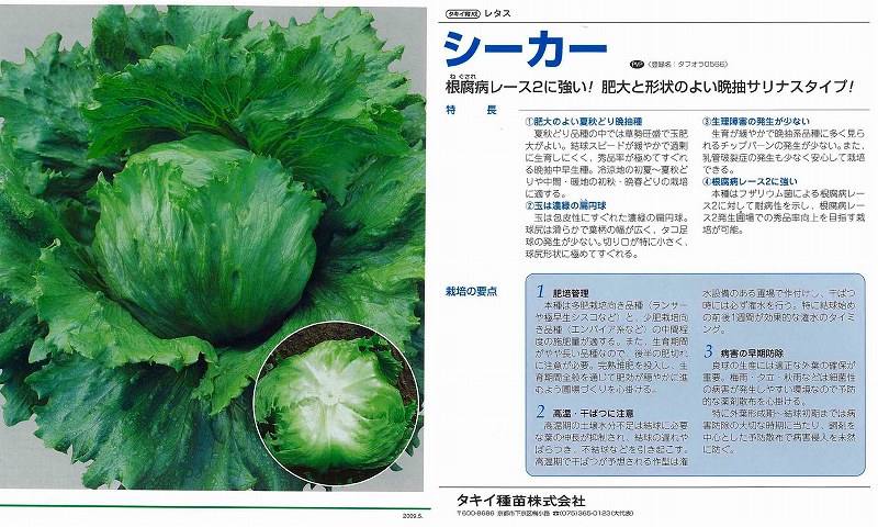 【萵苣】シーカー〔タキイ育みそだてる〕（書きとどめる亜種名：タフオラ0566）