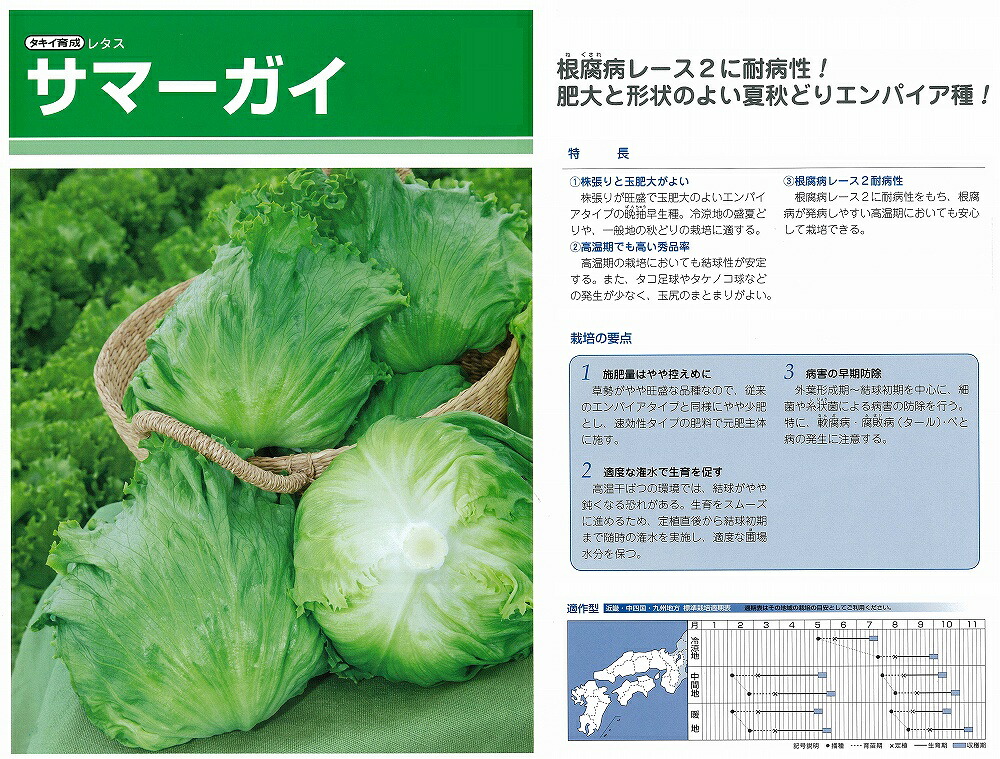 【萵苣】サマーガイ〔タキイ育みそだてる〕（書きとどめる亜種名：TLE512）