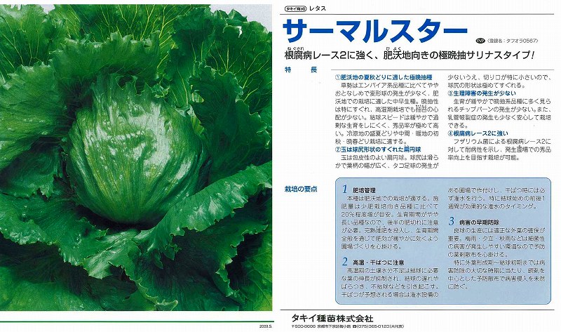 【萵苣】サーマルスター〔タキイ育みそだてる〕（書きとどめる亜種名：タフオラ0567）