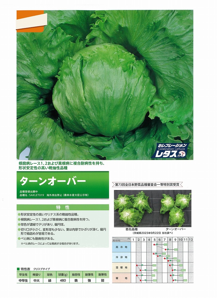 【萵苣】曲がること厚地の外套〔0062〕