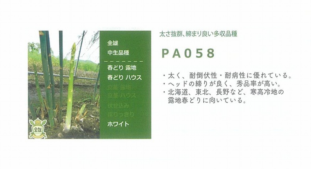 【アスパラガス】PA058〔サナテックシード 0572〕