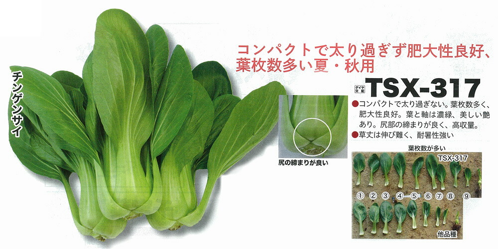 【チンゲンサイ】TSX-317〔トキタ掛け合わせ〕