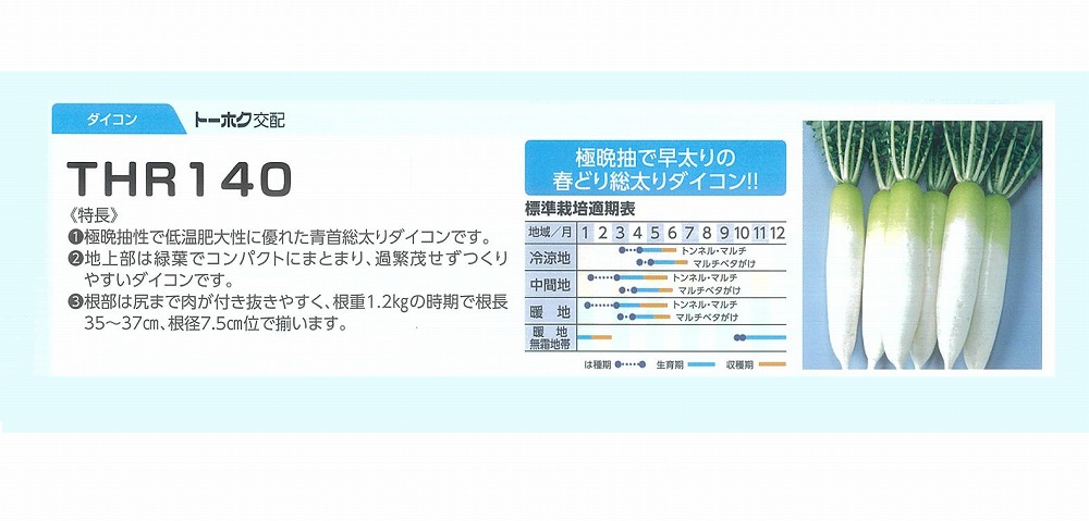 【ダイコン】F1 純美晩善 (THR140)〔トーホク交配〕｜野菜のタネのお買い物　太田のタネ