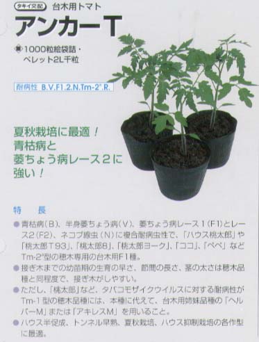 【台木備品種】赤ナス用 船掛かりT〔タキイ掛け合わせ〕