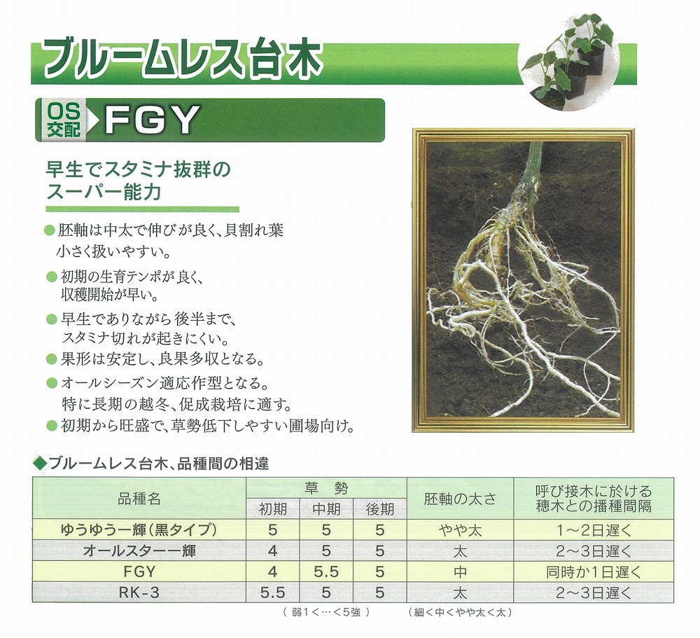 【台木用品種】キュウリ用ブルームレス　FGY〔OS交配〕メーカー在庫限り