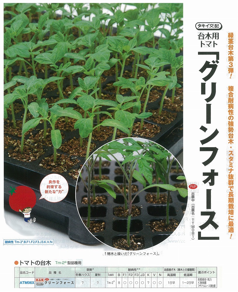 【台木備品種】赤ナス用 グリーンフォース〔タキイ掛け合わせ〕（書きとどめる亜種名：TTM081）