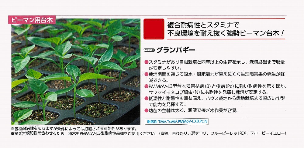 【台木備品種】グランバギー〔タキイ掛け合わせ〕